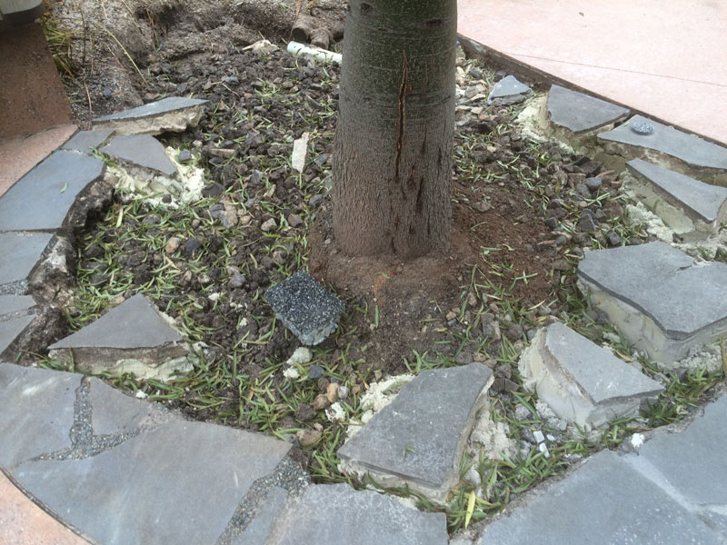 Bottle tree replaced ready for permeable paving